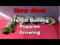Part 2 | How does the French bulldog puppy growing | day 1 to 6 mos.