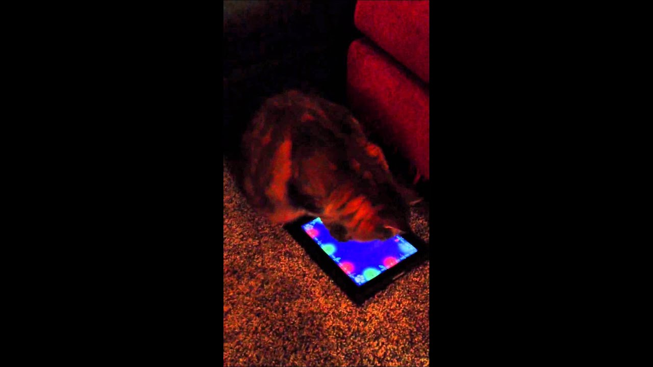 Game for Cats on iPad YouTube