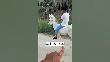 حمار ادون ذنب الاحساء اكسبلور حمار Donkey 
