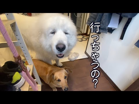 出張を察知する愛犬たち