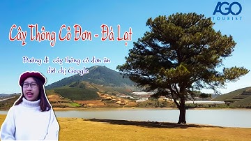 Địa điểm du lịch Đà Lạt | Hướng dẫn đường đi cây thông cô đơn Đà Lạt (Hồ suối vàng) - AGOTourist