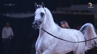  Kingdom Arabian Horse Championship - The Aftermovie