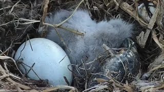 Decorah Iowa~The cute eaglet passed away 😥 Soar high little feathered friend. 2023\/04\/06