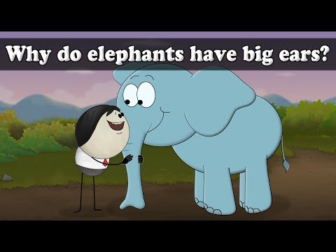 Video: Why do elephants have big ears and why do they need it?