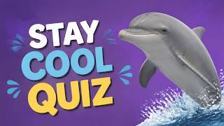 Are You a Dolphin Expert Take This Quiz to Find Out