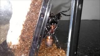 Funnel Web spider trying to climb out of his tank