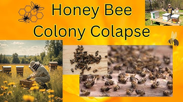 Honey Bee Colony Collapse - What is going on?