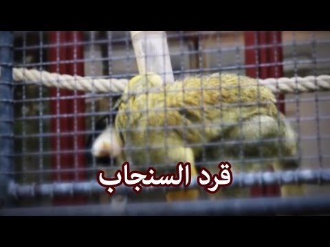 فيديو: ما هو لون قرد السنجاب؟