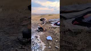 Arkadaşlar Yeni Benim Köpeğim Yine Geldi Çay Yapıyorum O Da Geliyor