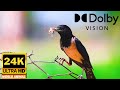 Beautiful birds and animals collection by 24k world animal