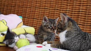 保護から週間、元気に遊びまわる子猫たちがかわいい