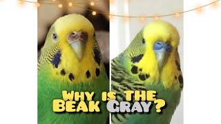 Does Your Budgie's Beak Looks Like This?!! THEN MUST WATCH !!