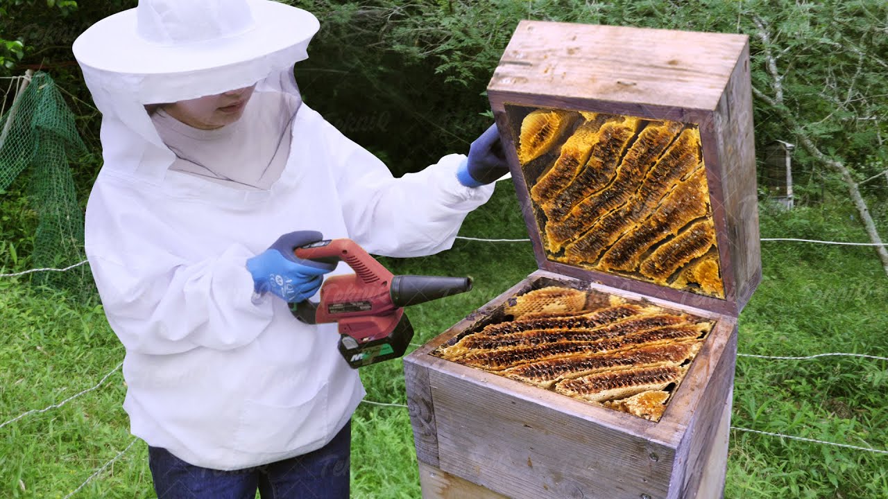 Ancestral Japanese Technique for Honey Production - Natural Beekeeping