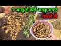 एक आलू से ढेरों आलू उगायें गमले में / How to Grow Potato at home / Grow potato in pots / Potato Grow