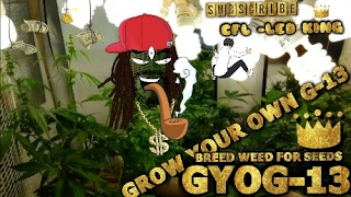 Episode 2 grow your own G13 (Day2 of flower)