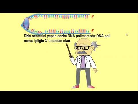 DNA Replication - ( Ogasaki Fragments )