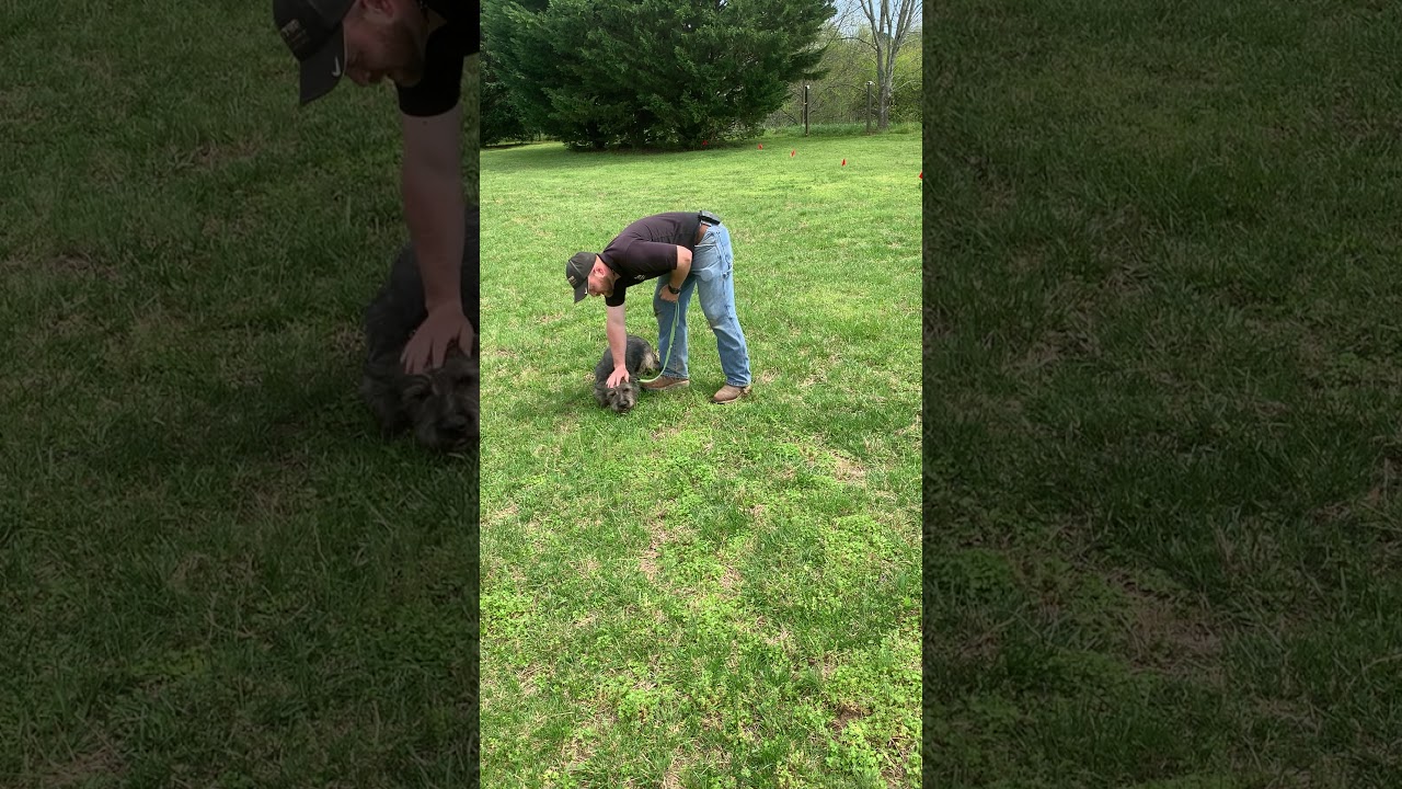 Pet Stop Electric Dog Fence / Perimeter Flag Training and Casual