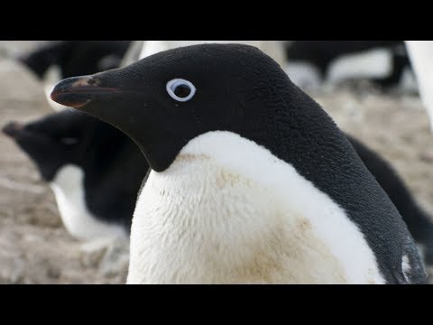 'penguins'-disney-nature-documentary-trailer