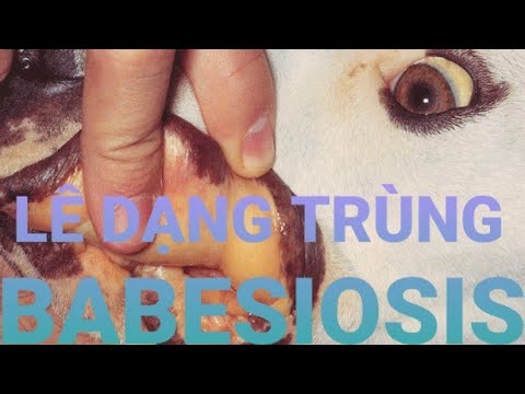 Video: Nhiễm Khuẩn (Streptococcus) ở Chó