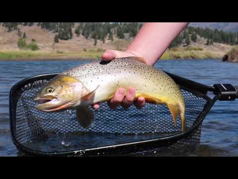 Yellowstone Fly Fishing | September 2020