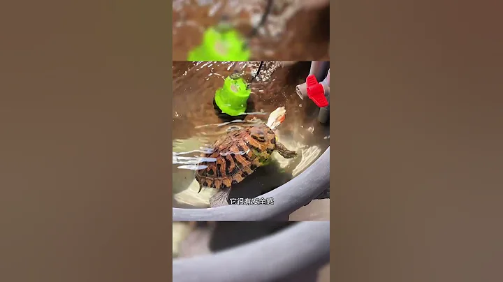 我养个巴西龟我容易吗对你这么好，还是不能让所有人都满意啊？？？？？？#乌龟？？ - 天天要闻