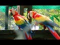 Birds world in hyderabad zoo  full coverage  cometube exclusive