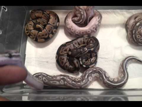 camera iphone 8 plus apk 1st clutch finally hatched