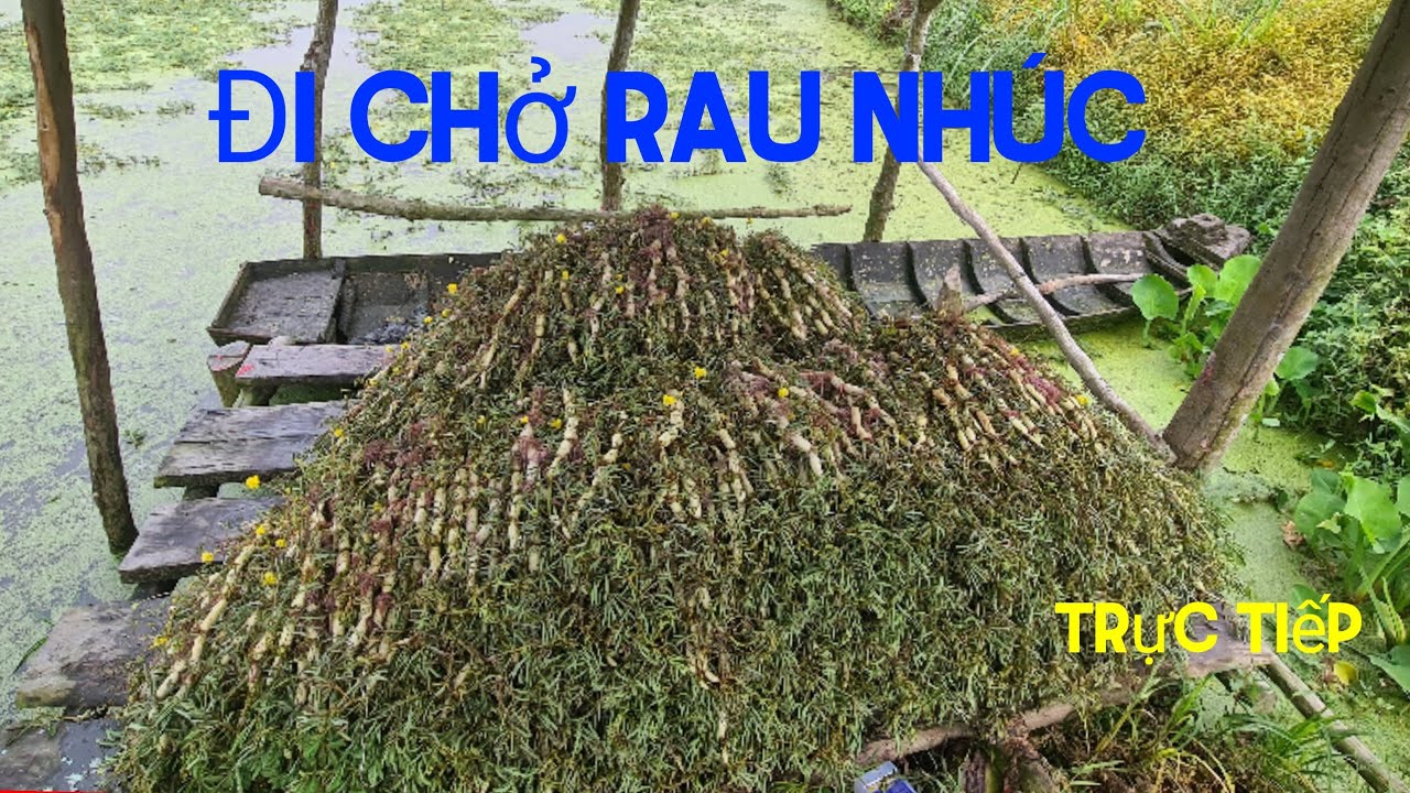 đang phát trực tiếp!đi chở rau nhúc tam bình # - YouTube