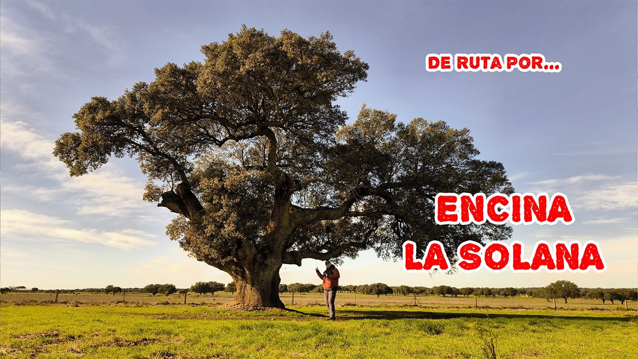 Tienes que ver este ÁRBOL antes de que desaparezca 🌳 | Ruta Encina La Solana