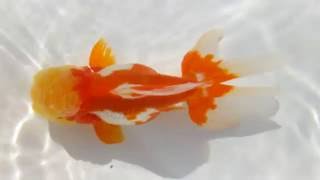 DSCF1584