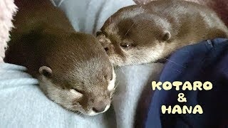 カワウソコタローとハナ　父ちゃんの股のあいだでイチャつく　Otter Kotaro&Hana Melting On My Lap