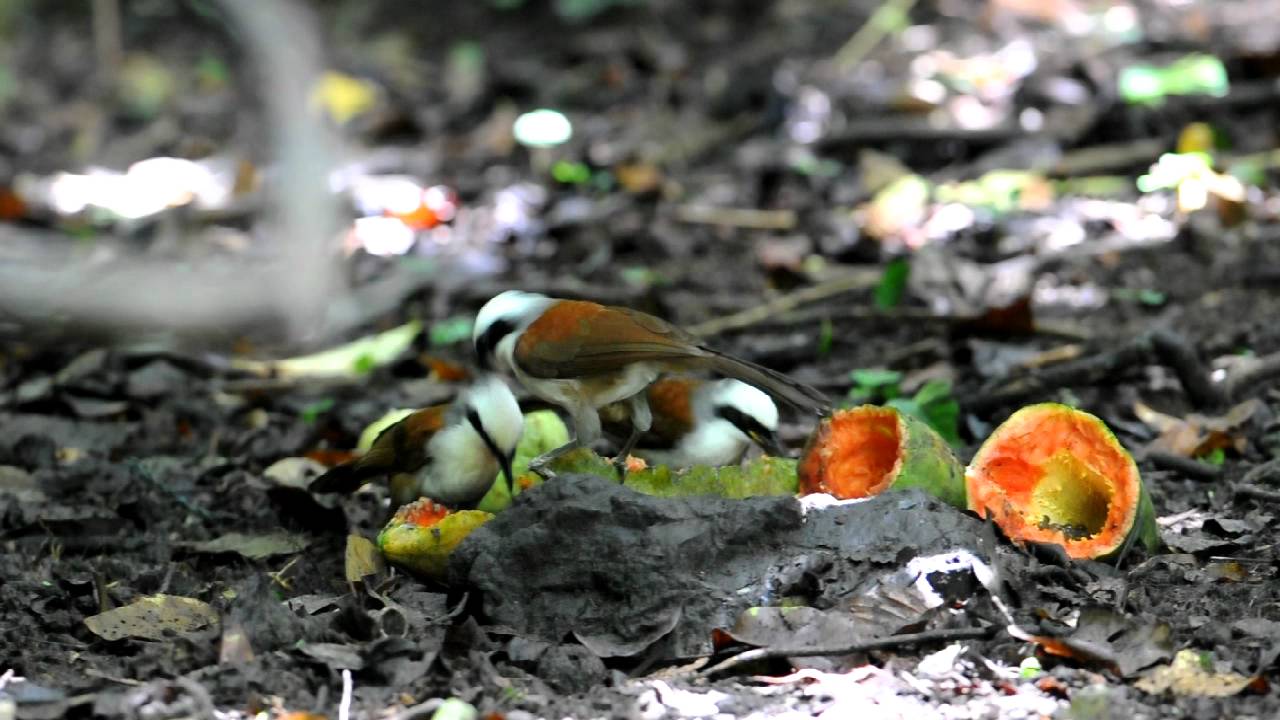 White-crowned Laughingthrush - 2011 