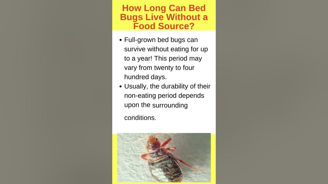 How Long Can Bed Bugs Live Without Food Shorts YouTube
