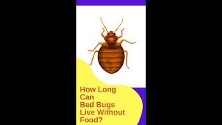 How Long Can Bed Bugs Live Without Food #Shorts
