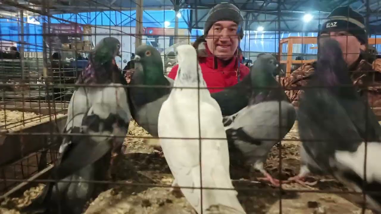 07.02.26. СБОРНАЯ ЯРМАРКА ГОЛУБЕЙ. БРОННИЦЫ. ч. 2