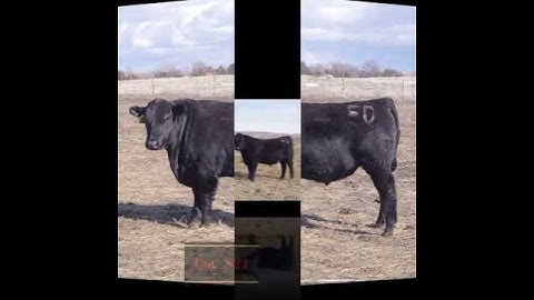 E.D. Angus | March 18, 2023