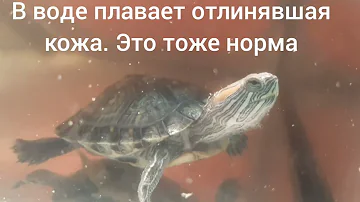 Линька или грибок у красноухой черепахи. Как лечить линьку. Отличие линьки от грибка у красноушки