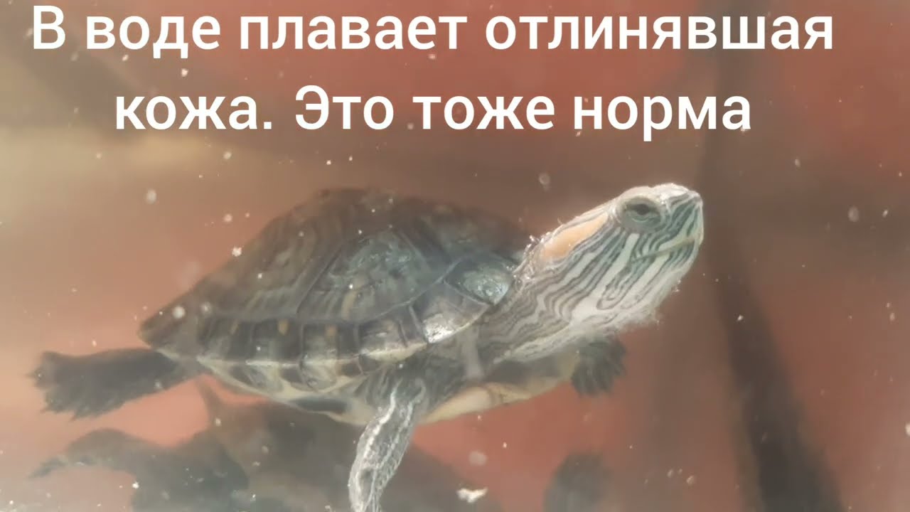 Линька или грибок у красноухой черепахи. Как лечить линьку. Отличие линьки от грибка у красноушки