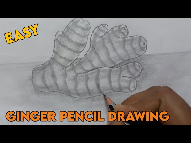 Easy Ginger Pencil drawing | Easy Ginger Pencil Shading class=