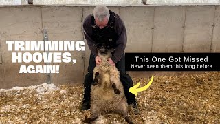 Hoof Trimming After Blizzard. Just Grabbed and Contained. No Handling System Used. #sheepfarming