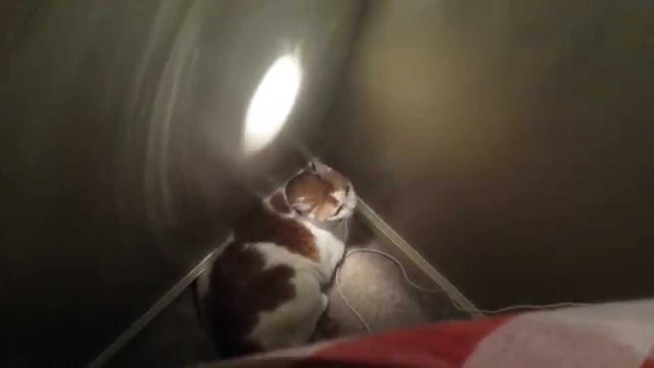 Cat Stuck Behind Dresser! (Poor Milly!) YouTube
