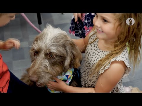 Video: Harvardski terapevtski psi ponujajo pomoč študentom in osebju s stresom