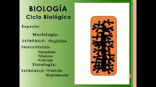 PARASITOLOGÍA - TENIOSIS Y CISTICERCOSIS