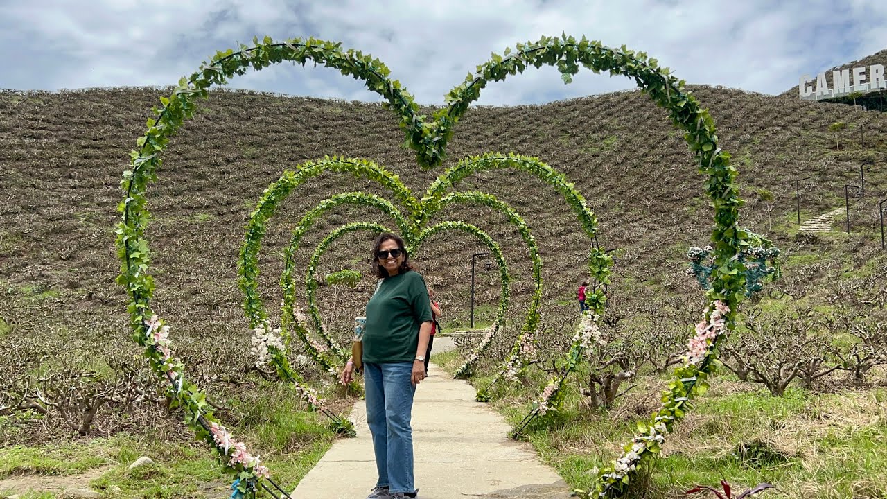 Ride a Buggy with me through Cameron Valley Tea Plantation