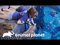 Conoce como se alimentan extravagantes animales marinos | El Acuario | Animal Planet
