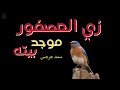 زي العصفور ما وجد بيته زي اليمامة الفرحانة بيتك يارب انا حبيته بيتك حبيتة اكسبلور عظات ترنيمة