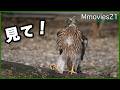 こんなに長いの!? オオタカ幼鳥の脚にびっくり!〜Juvenile Eurasian Goshawk