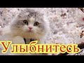 Смешное про животных|Приколы с котами| Видео про котов| Кошки|Позитив|Создай себе хорошее настроение