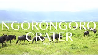 Ngorongoro Crater Safari - 2024