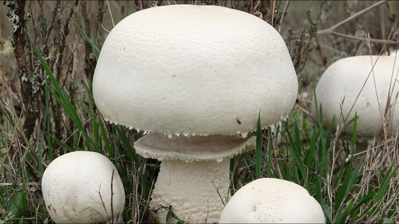 Agaricus arvensis - Champiñón Bola de nieve